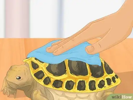 Image titled Bathe a Russian Tortoise Step 12