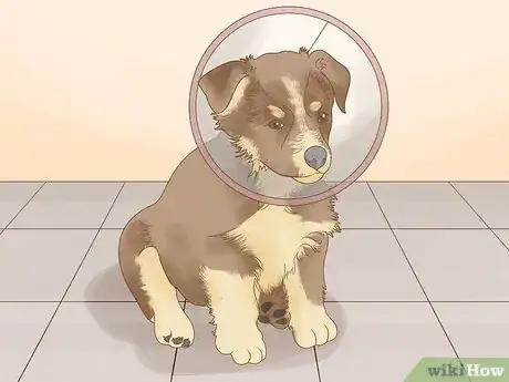 Image titled Stop a Dog from Chewing Its Paws Step 11