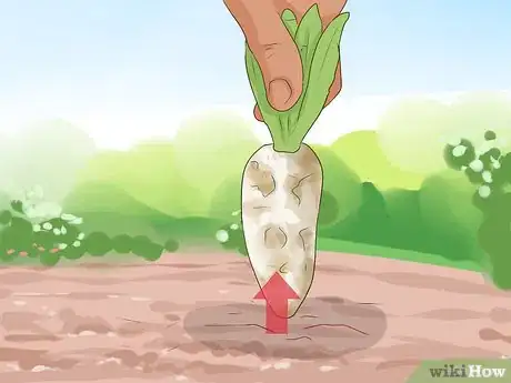 Image titled Harvest Chicory Step 5