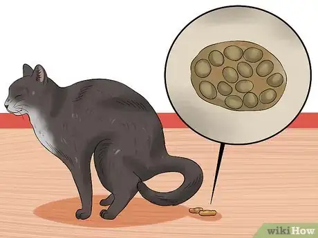 Image titled Prevent Tapeworms in Cats Step 5