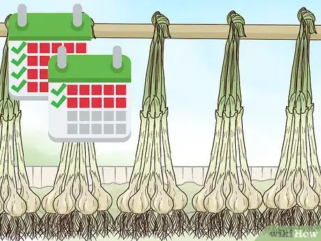 Image titled Grow Garlic In Florida Step 13