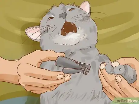 Image titled Cut Cat Nails with Human Clippers Step 9