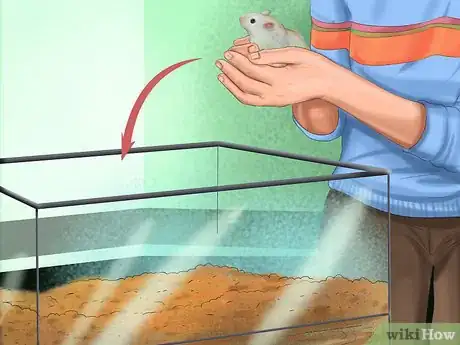 Image titled Care for Syrian Hamsters Step 8