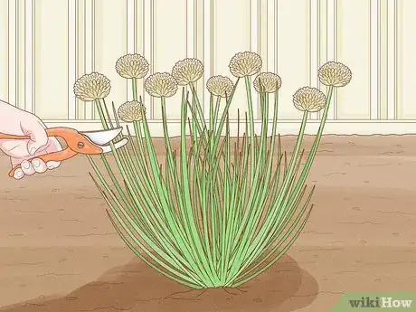 Image titled Grow Chives Step 20