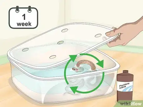 Image titled Get Rid of Mites on Snakes Step 6