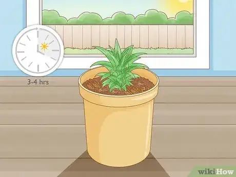 Image titled Grow Dwarf Pineapples Step 3