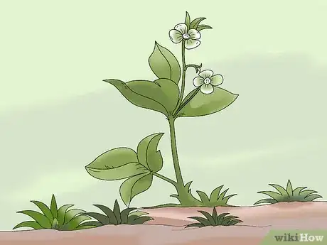 Image titled Hoe Weeds Step 1