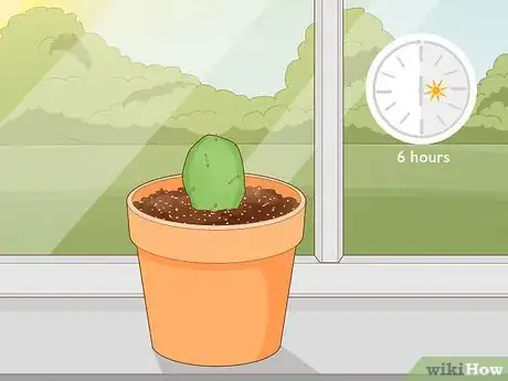 Image titled Propagate a Cactus Step 9