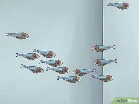 Image titled Breed Neon Tetras Step 10