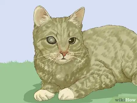 Image titled Spot Feline Diabetes Step 8