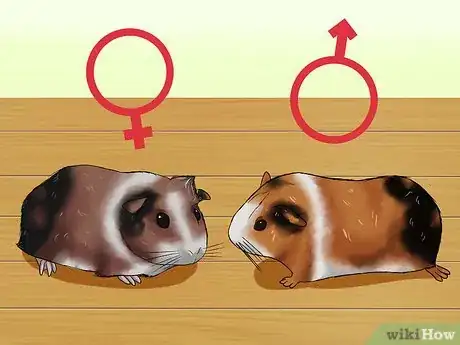 Image titled Tell if Your Guinea Pig Is Pregnant Step 1