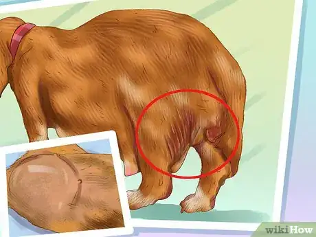 Image titled Know if a Puppy Is Old Enough to Neuter or Spay Step 5