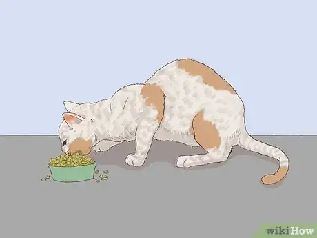 Image titled Spot Feline Diabetes Step 5