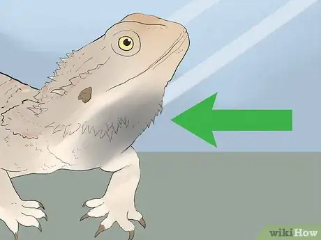 Image titled Train a Bearded Dragon Step 3