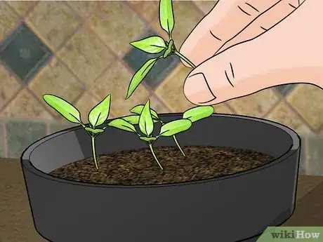 Image titled Grow Mini Peppers from Seed Step 9