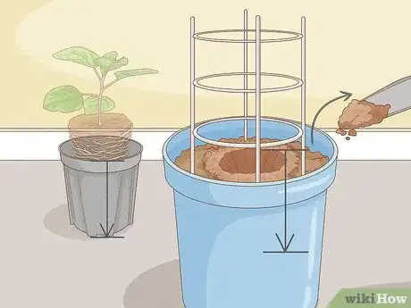 Image titled Grow Eggplants in Pots Step 18