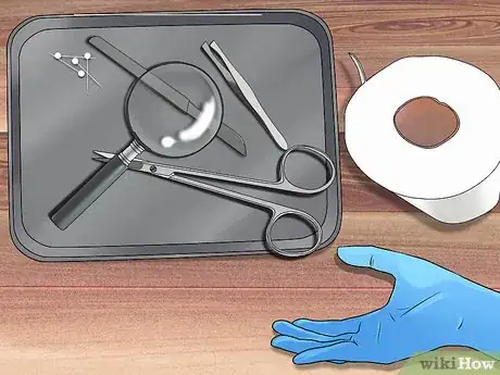 Image titled Dissect a Squid Step 1