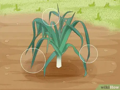 Image titled Harvest Leeks Step 1