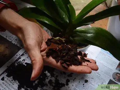 Image titled Repot an Orchid Step 5