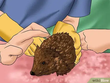 Image titled Care for a Baby Hedgehog Step 24