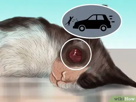 Image titled Diagnose and Treat Bulging Eye in Cats Step 2