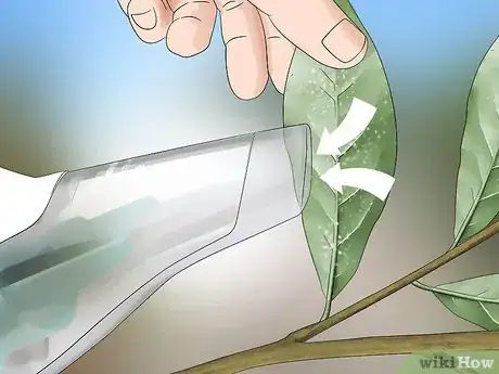 Image titled Get Rid of the Whitefly Step 1