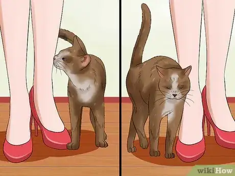 Image titled Pet a High Strung Cat Step 11