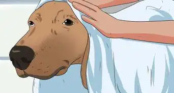 Bathe a Pregnant Dog