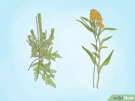 Image titled Ragweed vs Goldenrod Step 7