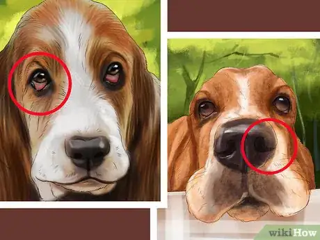 Image titled Identify a Basset Hound Step 3