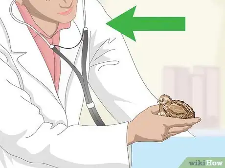 Image titled Treat Diarrhea in Button Quail Step 3