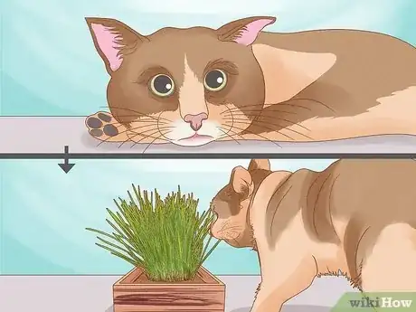 Image titled Give Cat Grass to a Cat Step 15