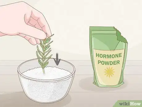 Image titled Grow Rosemary Indoors Step 3