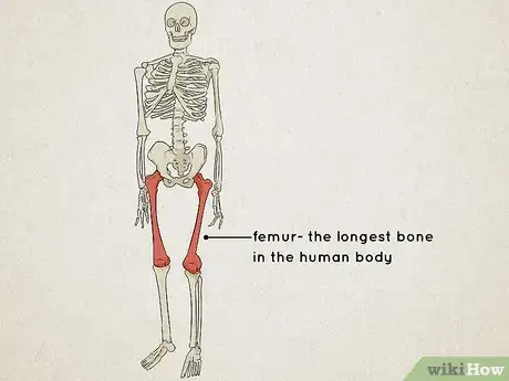 Image titled Understand the Human Skeletal System Step 10