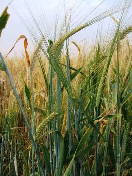 Image titled Silage_ready_barley