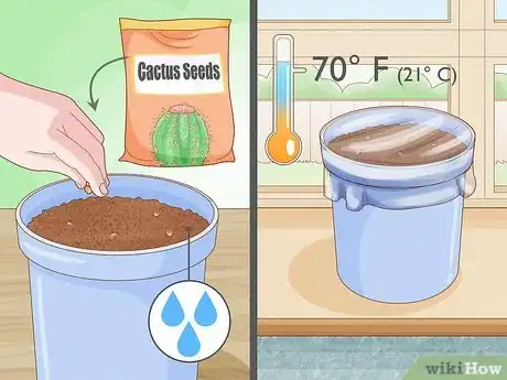 Image titled Grow Cactus in Containers Step 1