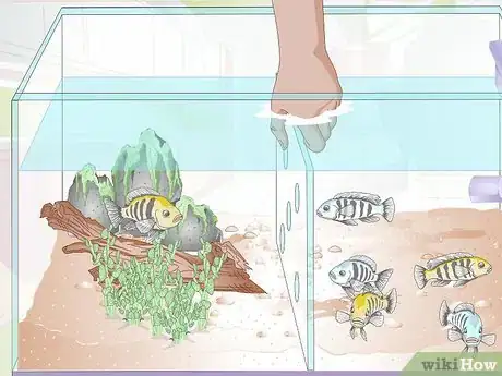 Image titled Breed Malawi Cichlids Step 12