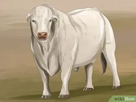 Image titled Identify Charolais Cattle Step 6