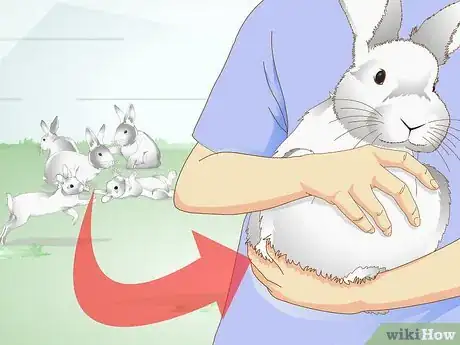 Image titled Care for a Rabbit with GI Stasis Step 14