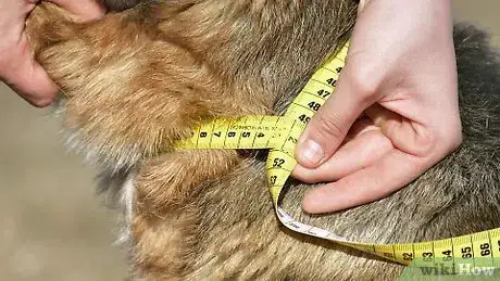 Image titled Measure Dog Collar Size Step 3