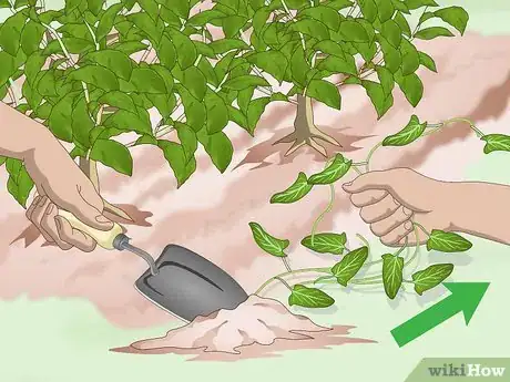 Image titled Get Rid of Bindweed Step 1