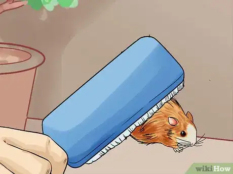 Image titled Groom a Hamster Step 1