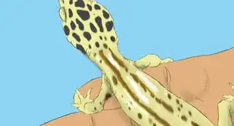 Care for a Wounded Leopard Gecko