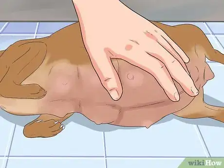 Image titled Help Your Chihuahua During Labor Step 12