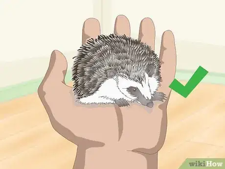 Image titled Carry a Hedgehog Step 14