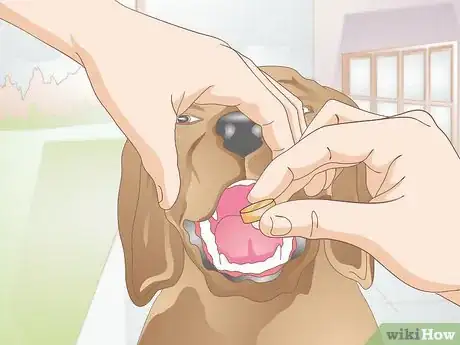 Image titled Care for Dogs with Distemper Step 5