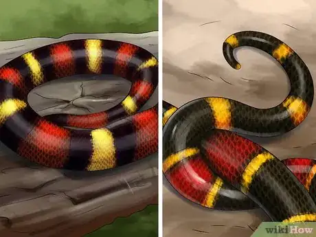 Image titled Tell the Difference Between a King Snake and a Coral Snake Step 2