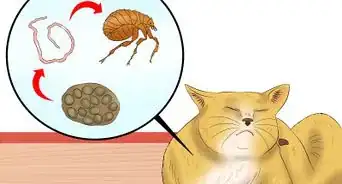 Prevent Tapeworms in Cats