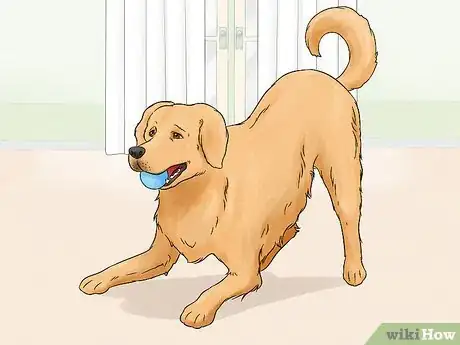 Image titled Identify a Golden Retriever Step 9