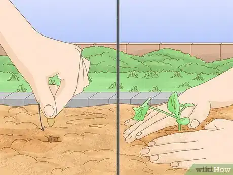 Image titled Grow Zucchini Step 1